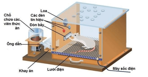Thí nghiệm điều kiện hóa đáp ứng của I.P.Pavlov