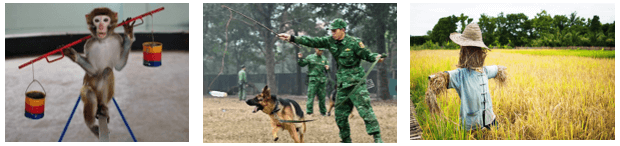 Hình ảnh minh họa SGK Sinh học 11