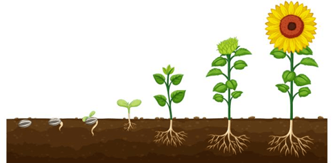 Sự lớn lên của cơ thể người