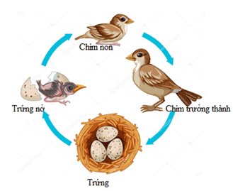 Mối quan hệ giữa sinh trưởng và phát triển ở thực vật