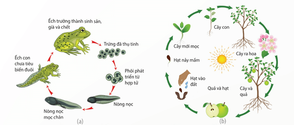 Mối quan hệ giữa sinh trưởng và phát triển ở động vật