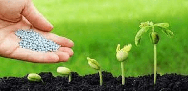 Vòng đời của cây dâu tây