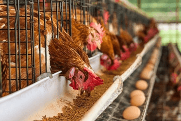 Cung cấp phân bón phù hợp với các giai đoạn sinh trưởng, phát triển của cây trồng