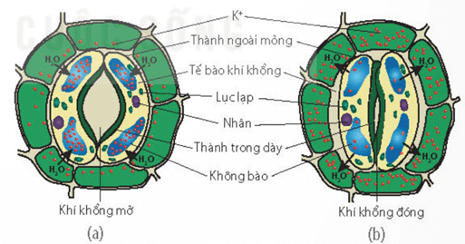 Thoát hơi nước ở lá