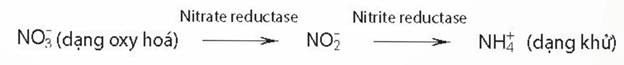 Nguồn nitrogen cung cấp cho thực vật