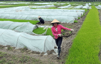 Ảnh hưởng của nhiệt độ ở vùng rễ đến khả năng hấp thụ chất khoáng của cây dưa chuột (Cucumis sativus L.)