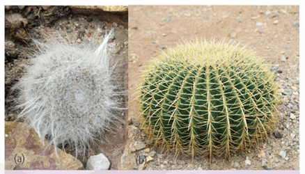 Ảnh hưởng của độ ẩm không khí đến độ mở của khí khổng ở cây Arabidopsis thaliana