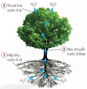 Màu lá cà chua bình thường (a) và triệu chứng biến màu trên lá cà chua khi thiếu một số nguyên tố khoáng (b)