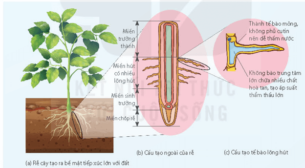 Sơ đồ khái quát quá trình trao đổi nước trong cây