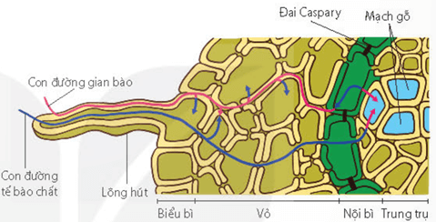 Hệ rễ với các tế bào lông hút