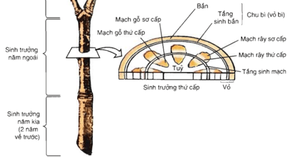 Sinh trưởng sơ cấp ở thân và rễ