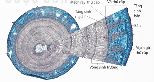 Sinh trưởng thứ cấp