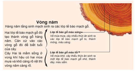 Mặt cắt ngang thân cây gỗ thể hiện cấu tạo của thân