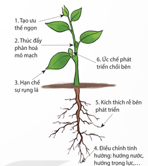 Vòng gỗ