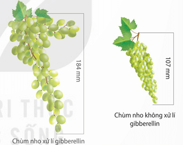 Hình ảnh minh họa SGK Sinh học 11
