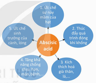 Ảnh hưởng của kinetin (cytokinin tổng hợp) và auxin đến sự hình thành chồi ở mô sẹo (callus) trong nuôi cấy mô, tế bào thực vật