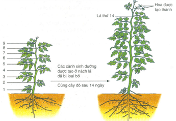 Sơ đồ các giai đoạn sinh trưởng và phát triển của cây ớt
