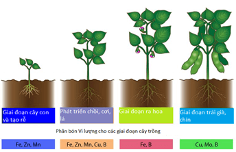 Một số ví dụ điều khiển sự ra hoa ở cây trồng bằng ánh sáng