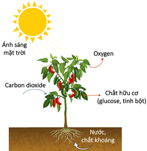 Ảnh hưởng của chế độ tưới nước đến chỉ số diện tích lá của cây ngô