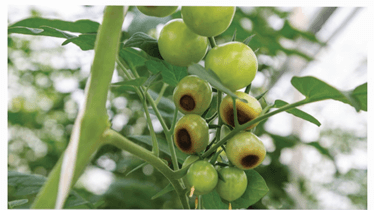 Ảnh hưởng của nhiệt độ đến tỉ lệ nảy mầm và thời gian nảy mầm của hạt táo Berber (Ziziphus lotus)