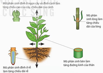 Cây cà chua trồng trong điều kiện thiếu calcium, quả hình thành sẽ bị thối ở đỉnh