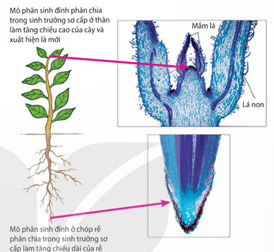 Hình ảnh minh họa SGK Sinh học 11
