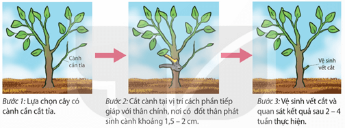 Vị trí cắt hay bấm ngọn trên cây