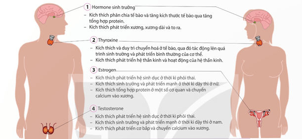 Lợn Ỉ             Lợn Yorkshire