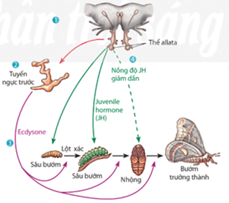 Các hormone ảnh hưởng đến sinh trưởng và phát triển ở người