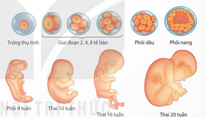 Sinh trưởng và phát triển ở chó