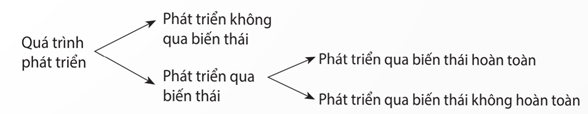 Giai đoạn phôi thai ở người