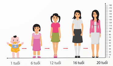 Sơ đồ thể hiện các hình thức phát triển ở động vật