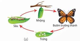 Phát triển không qua biến thái ở người