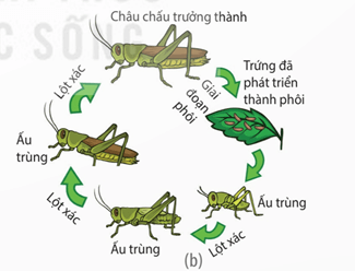 Phát triển qua biến thái hoàn toàn ở bướm