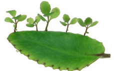 Sinh sản ở một số sinh vật