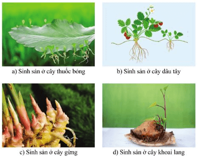 Quá trình sinh sản hữu tính ở người