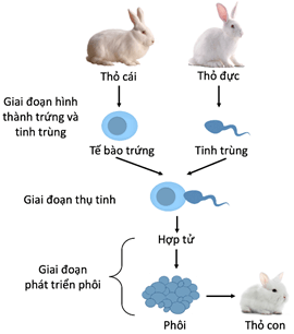 Sinh sản vô tính ở thực vật
