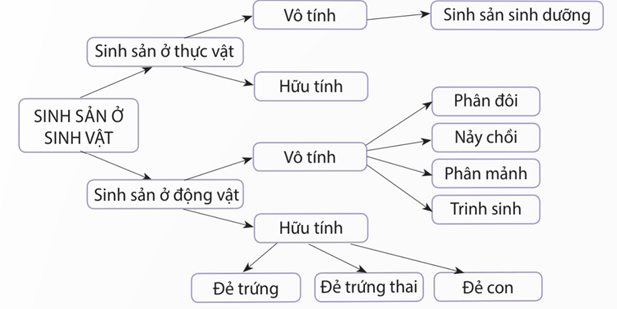 Sinh sản hữu tính ở thỏ