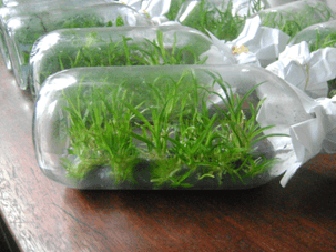 Hình ảnh minh họa SGK Sinh học 11