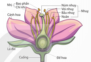 Nhân giống vô tính ở hoa lan