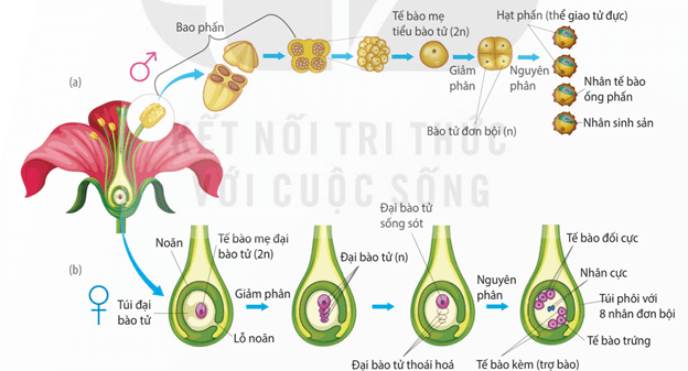 Hoa lưỡng tính ở cây chanh (a) và hoa đơn tính ở cây bí ngô (b)