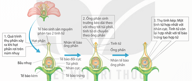 Hình thành hạt phấn (a) và túi phôi (b)