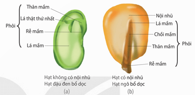 Các hình thức thụ phấn ở thực vật