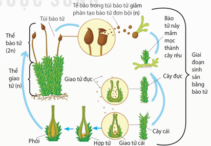 Một số kiểu sinh sản sinh dưỡng trong tự nhiên