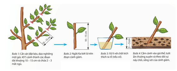 Sinh sản bằng bào tử