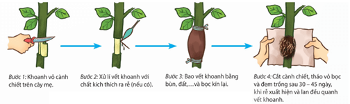 Giâm cành ở cây rau ngót