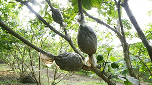 Hình ảnh minh họa SGK Sinh học 11