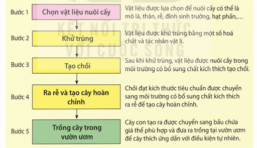 Ghép cây ngũ quả