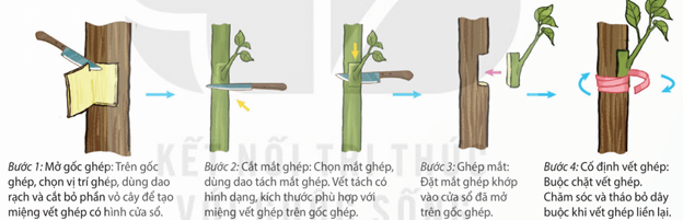 Các bước trong quy trình chiết cành