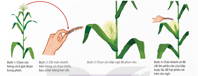 Các bước thực hành ghép mắt theo kĩ thuật ghép cửa sổ